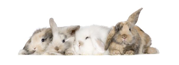 Gruppo di coniglietti
 - Foto, immagini