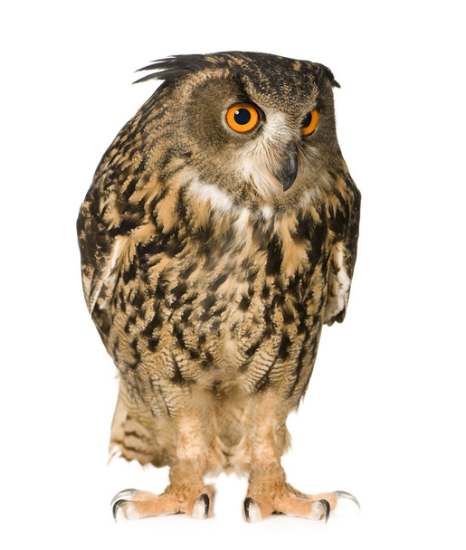 Eurasian Eagle Owl - Bubo bubo (22 months) - Fotoğraf, Görsel