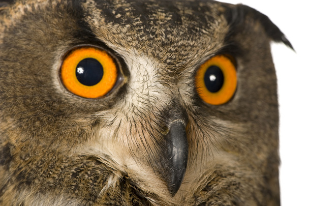 Eurasian Eagle Owl - Bubo bubo (22 months) - Foto, immagini