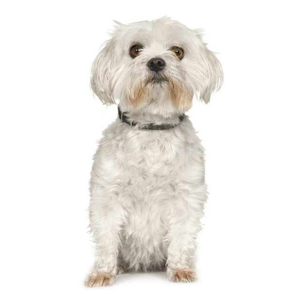 Maltese dog - Photo, Image