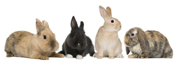 Bunny rabbits sitting in front of white background, studio shot - Photo, Image