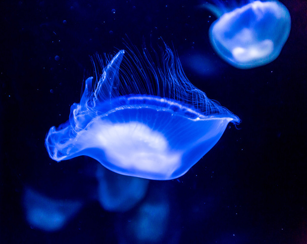 Moon Jellyfish in sea water - Valokuva, kuva