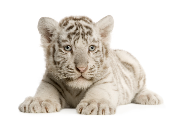 Cub τίγρης λευκό (2 μήνες) - Φωτογραφία, εικόνα