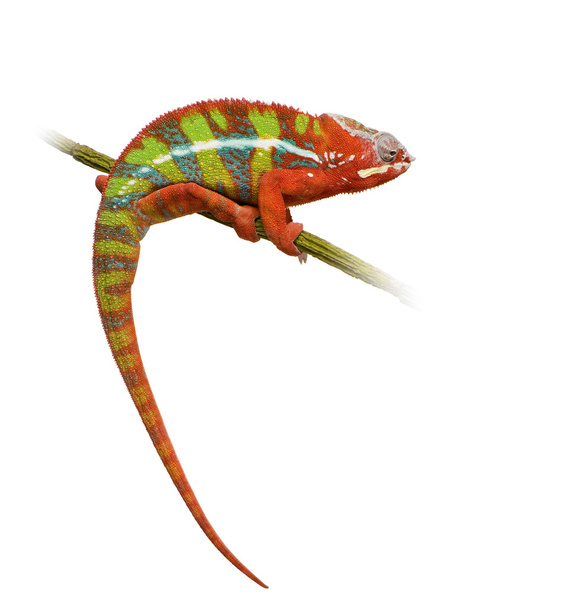 Chameleon Furcifer Pardalis - Ambilobe (18 kuukautta)
) - Valokuva, kuva
