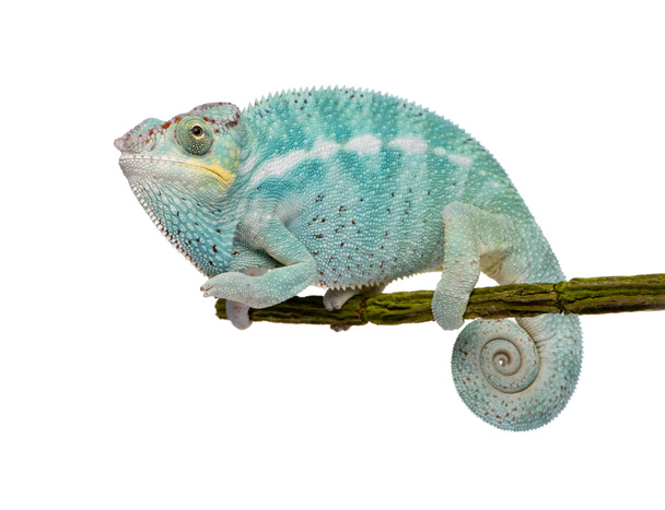 Mladá chameleón Furcifer Pardalis - zvědavý Be(7 months) - Fotografie, Obrázek