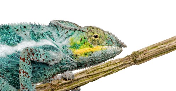 Chameleon Furcifer Pardalis - Nosy Faly (18 months) - Zdjęcie, obraz