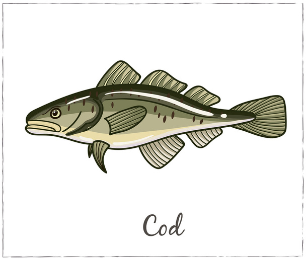 Cod. Fish collection. Vector illustration - Вектор, зображення