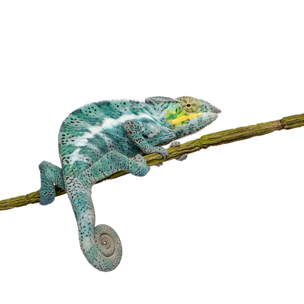 Chameleon Furcifer Pardalis - Nosy Faly (18 months) - Photo, Image