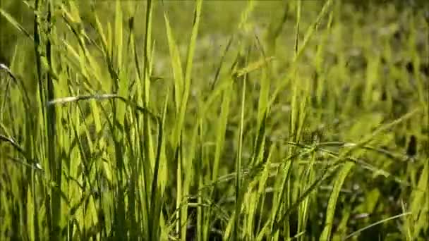grass moves in the wind - Footage, Video