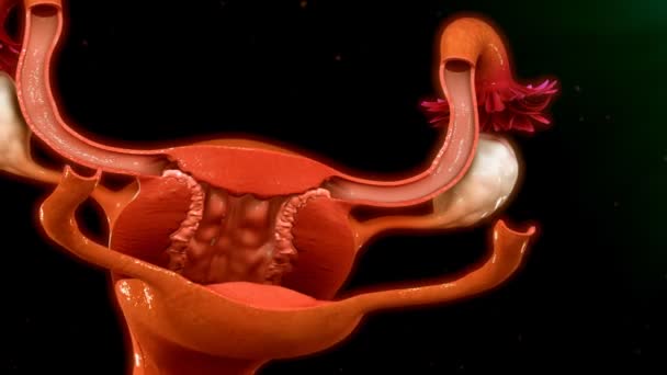 Процесс менструального цикла у женщин
 - Кадры, видео