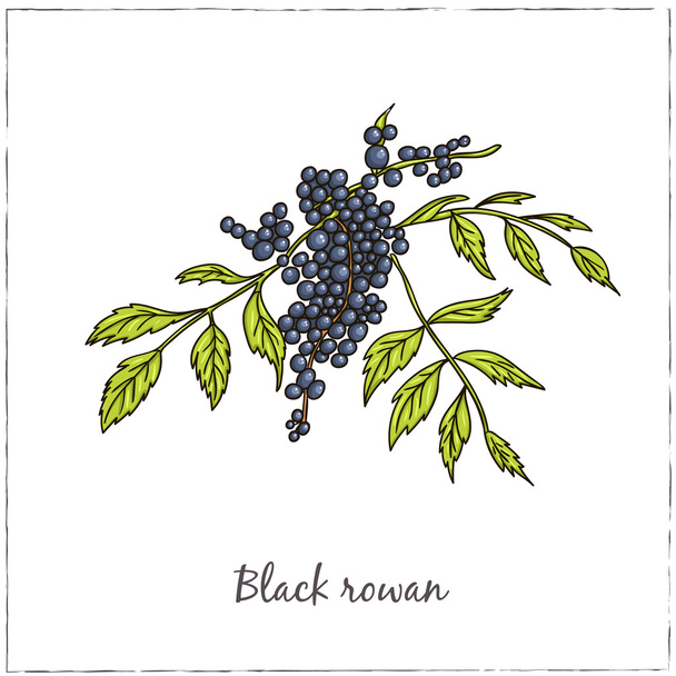 Rowan. Collection of berries.  Vector illustration - Διάνυσμα, εικόνα