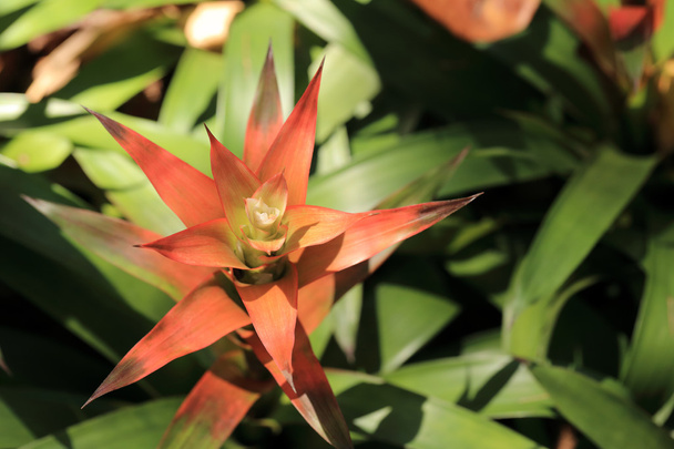 Red Bromeliad flower. - Photo, Image
