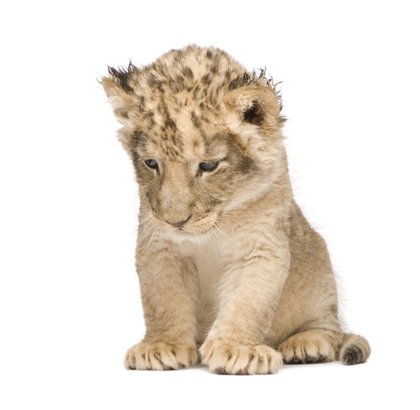 Lion Cub (6 weeks) - Photo, Image