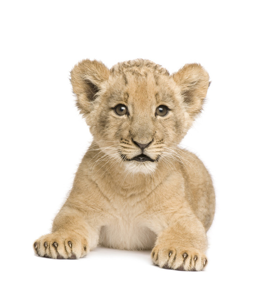Lion Cub (8 semaines
) - Photo, image
