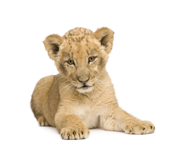 Lion Cub (8 weeks) - Photo, Image