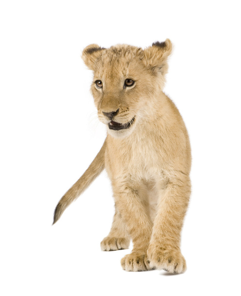 Lion Cub (4 maanden) - Foto, afbeelding