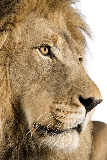 κινηματογράφηση σε πρώτο πλάνο στις λιονταριού κεφάλι (4 και μισό χρόνια) - panthera leo - Φωτογραφία, εικόνα