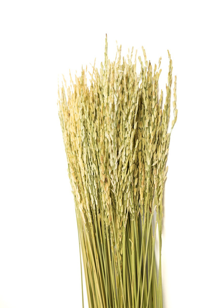 Riz à grains de paddy cultivé sur fond blanc
 - Photo, image