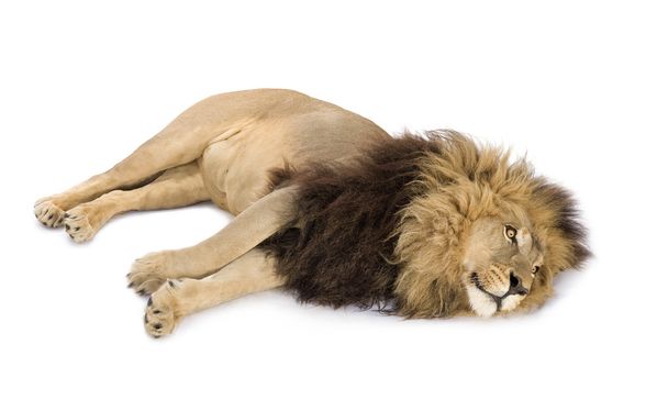 Lion (4 ans et demi) - Panthera leo
 - Photo, image