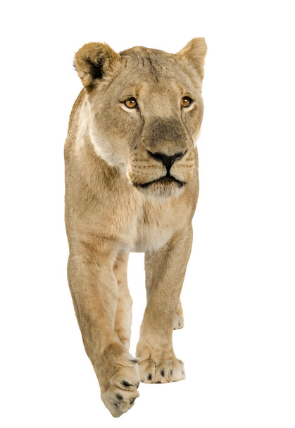 Lioness (8 years) - Panthera leo - Photo, Image
