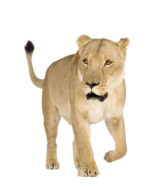 Leona (8 años) - Panthera leo
 - Foto, Imagen