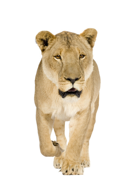 Leoa (8 anos) - Panthera leo
 - Foto, Imagem