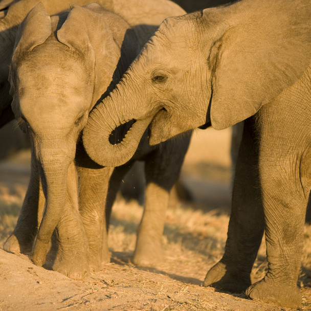 ternera de elefante
 - Foto, Imagen