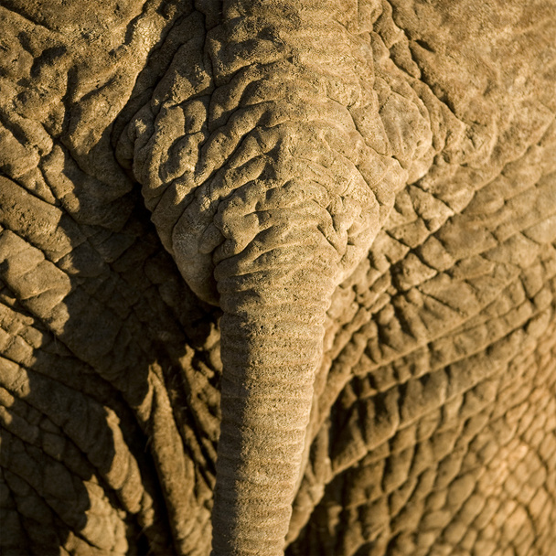 Elephant's skin - Photo, image