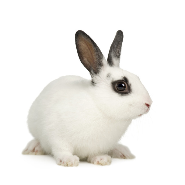 кролик - Фото, изображение