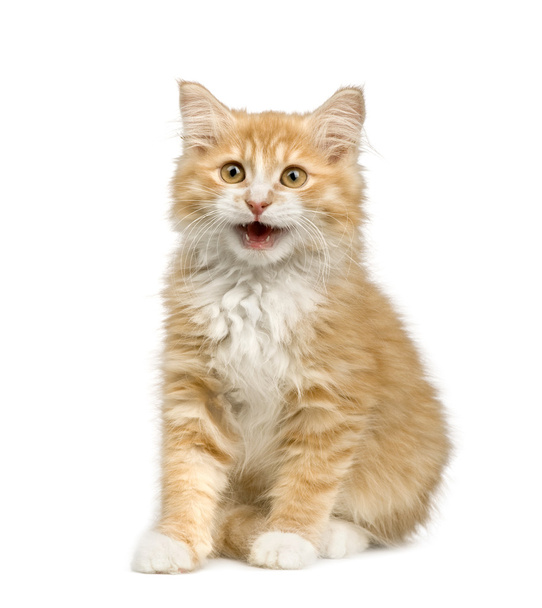 Сибирский кот (12 недель
) - Фото, изображение