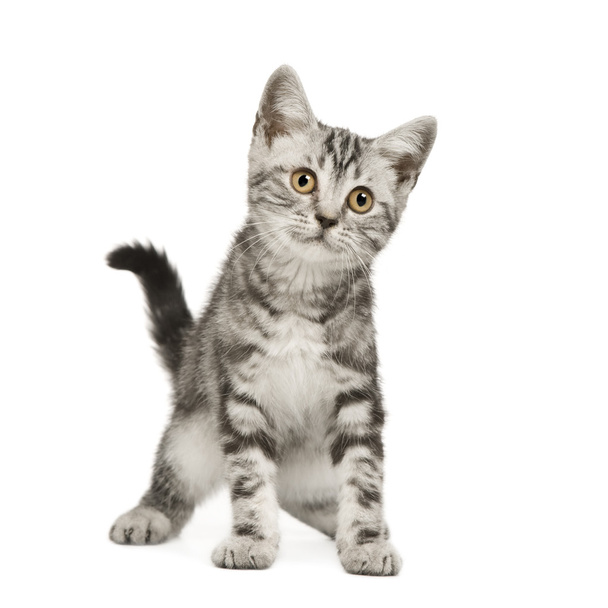 Siberian cat (12 weeks) - Zdjęcie, obraz