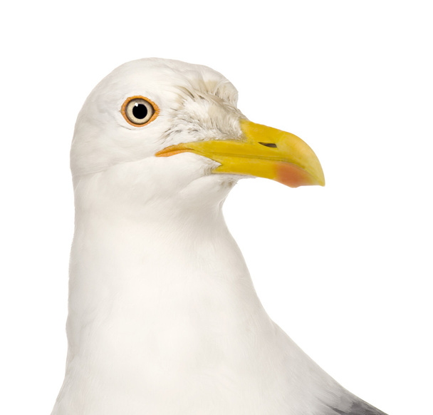 Herring Gull - Larus argentatus (3 years) - Photo, Image