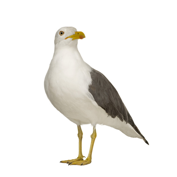Herring Gull - Larus argentatus (3 years) - Zdjęcie, obraz
