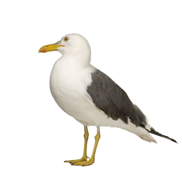 Herring Gull - Larus argentatus (3 years) - Zdjęcie, obraz