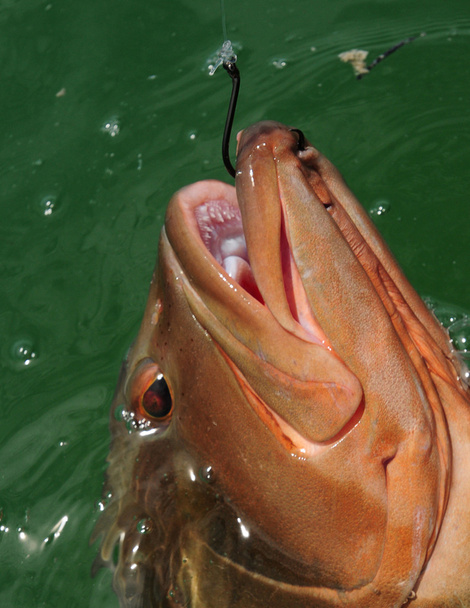 Red grouper - Photo, Image