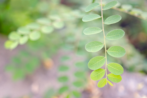 Moringa oleifera trooppinen lääkekasvi
 - Valokuva, kuva