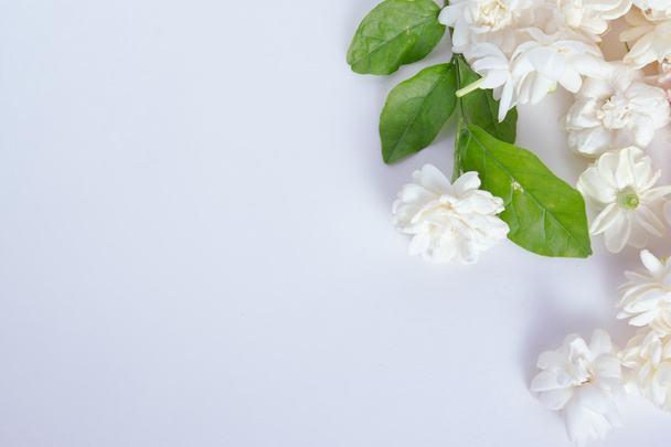 Jasmiini kukat eristetty valkoisella taustalla - Valokuva, kuva