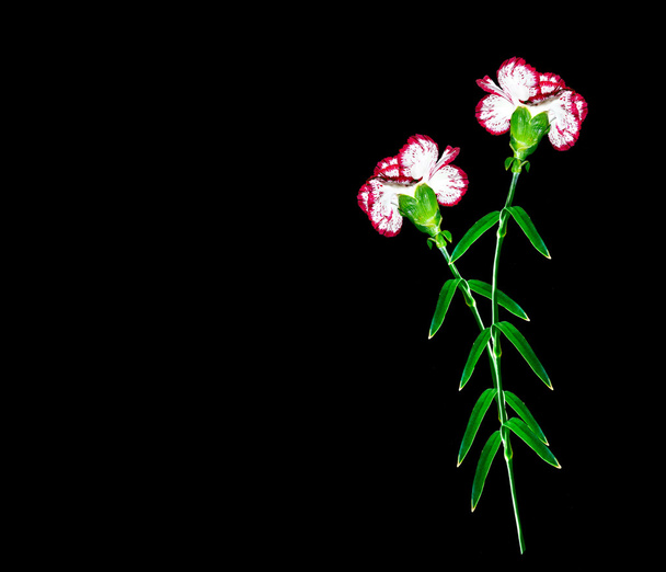 Bouquet of flowers carnation. - Zdjęcie, obraz