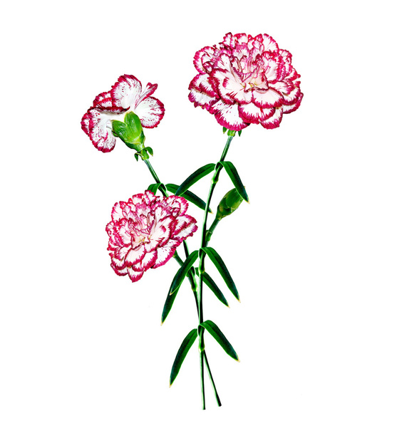 Bouquet of flowers carnation. - Photo, Image