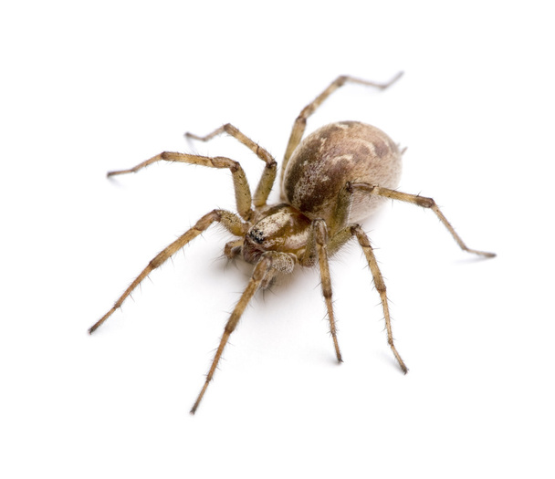ahır huni weaver spider-tegenaria agrestis - Fotoğraf, Görsel