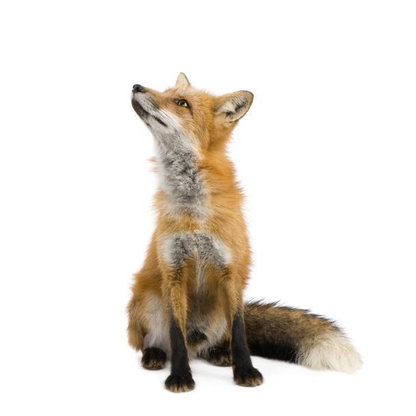 Red fox (vier jaar)-Vulpes vulpes - Foto, afbeelding