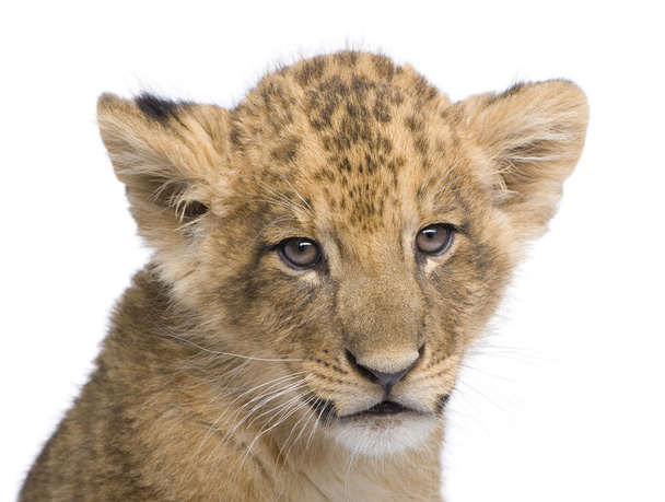 Lion Cub (7 semanas) na frente de um fundo branco
 - Foto, Imagem
