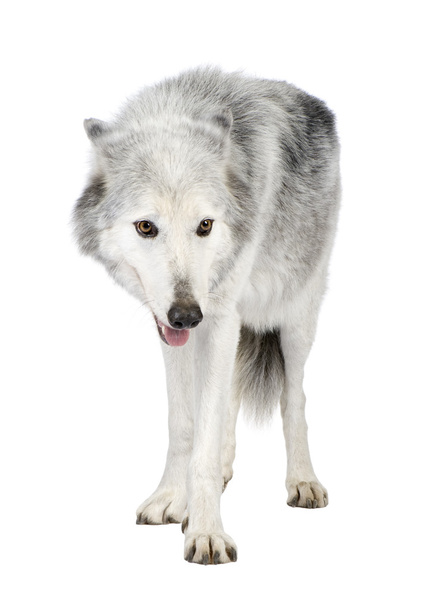Loups blanc 8 ans enzie Mc - Foto, Imagem