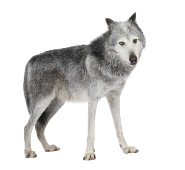 Mackenzie Valley Wolf (8 лет) - Canis lupus occidentalis
 - Фото, изображение