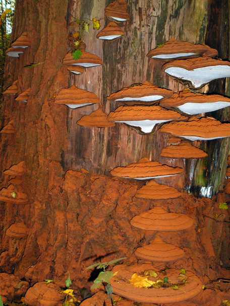 Champignons gris sur une clairière de bois
 - Photo, image