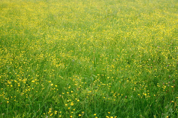 Meadow - Photo, Image