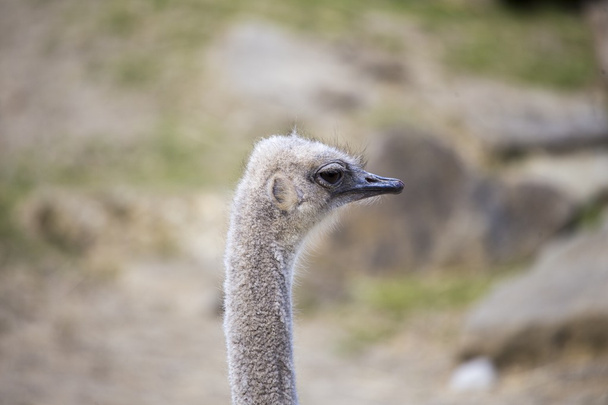 Devekuşu (Struthio Camelus) - Fotoğraf, Görsel