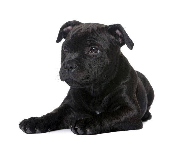 Staffordshire Bull Terrier in front of a white background - Photo, image