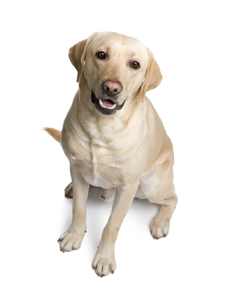 Labrador (3 év) - Fotó, kép
