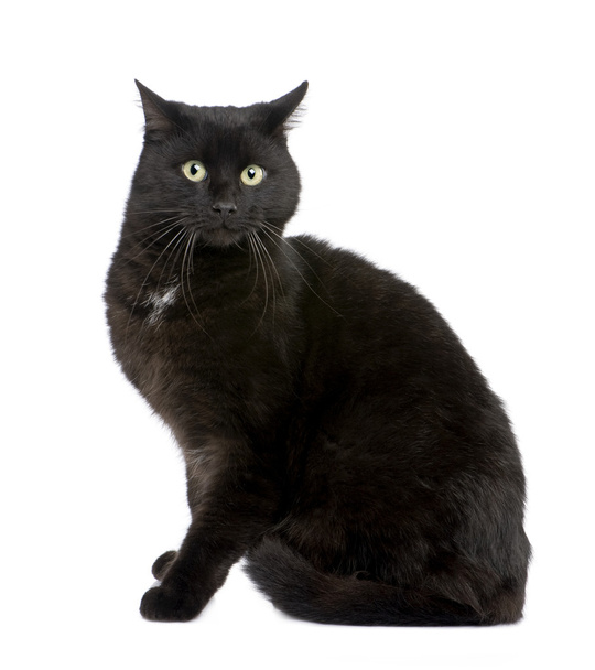 Black European Shorthair cat (5 years) - Photo, Image